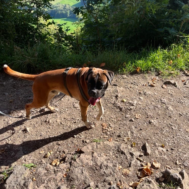 Hund auf einer Wanderung